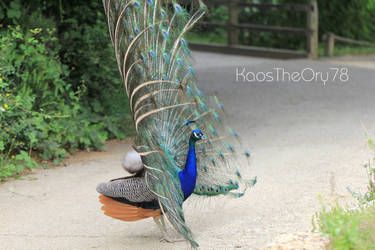 Peacock_2