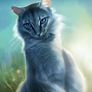 Bluestar (+Speedpaint)