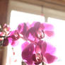 orchids