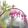 bleeding hearts