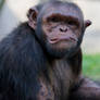 chimpanzee