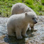 Polar Bear Mini
