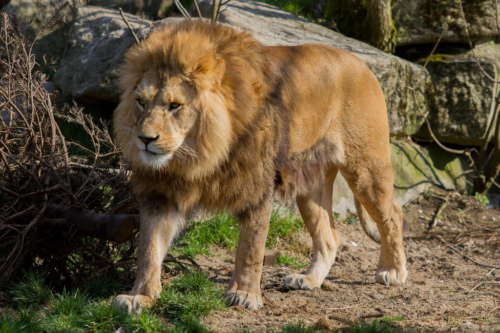 Lion by Fotostyle-Schindler