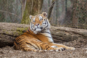 Tiger by Fotostyle-Schindler