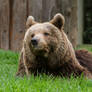 Brown Bear