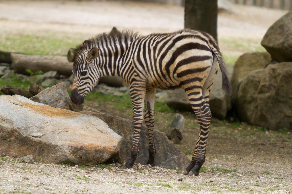Little Zebra by Fotostyle-Schindler Little Zebra by Fotostyle-Schindler