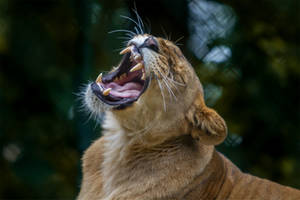 Lion by Fotostyle-Schindler