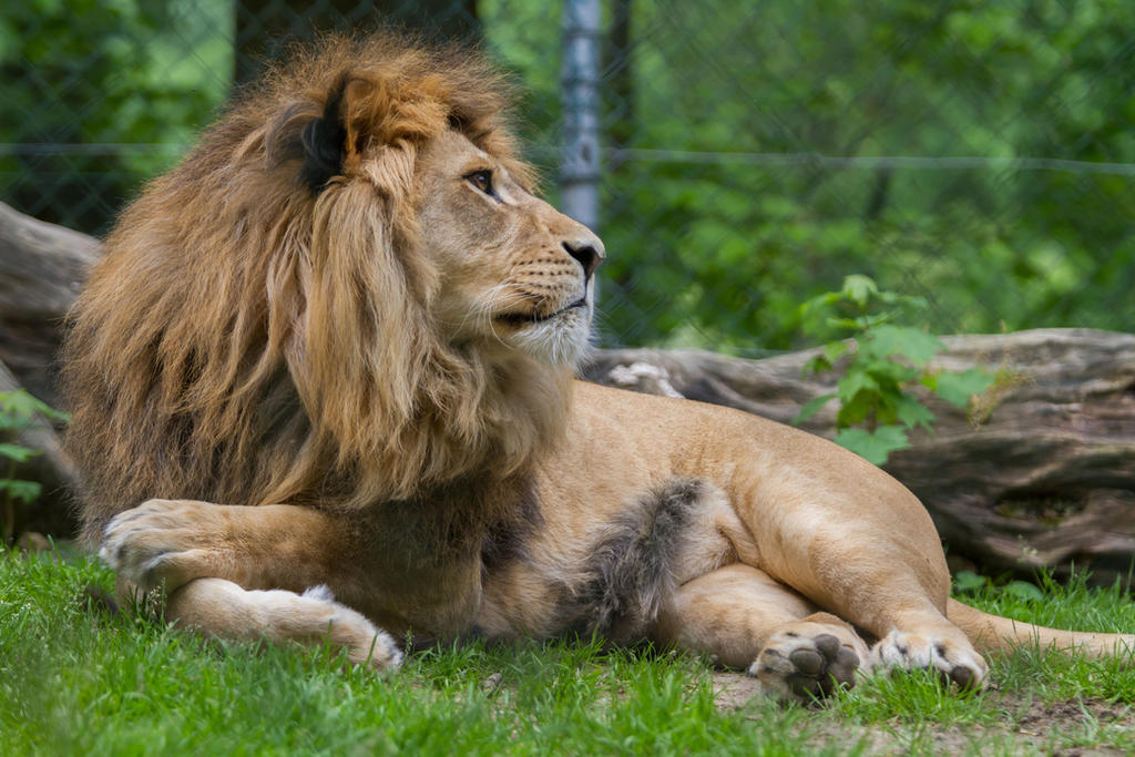 Lion by Fotostyle-Schindler