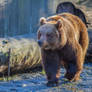 Brown Bear