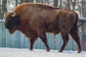 Buffalo by Fotostyle-Schindler