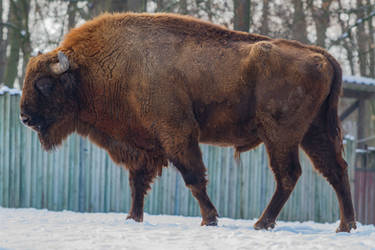 Buffalo
