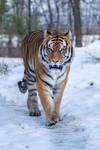 Amur Tiger by Fotostyle-Schindler