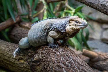 Rhinoceros iguana by Fotostyle-Schindler