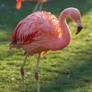 Flamingo