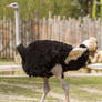 Ostrich