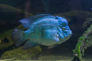 Fish by Fotostyle-Schindler Fish by Fotostyle-Schindler