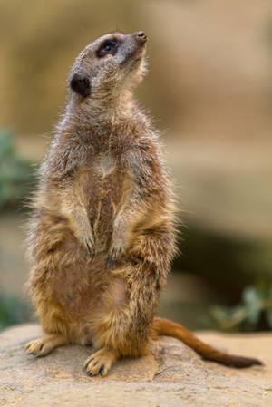 Meerkat by Fotostyle-Schindler Meerkat by Fotostyle-Schindler