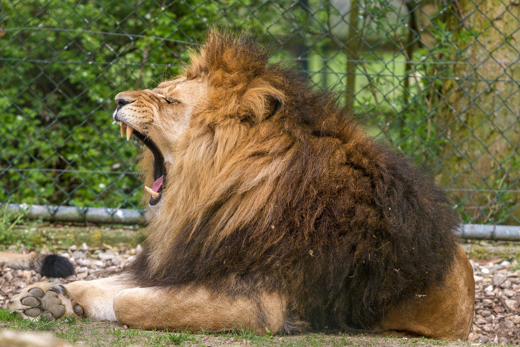 Lion by Fotostyle-Schindler Lion by Fotostyle-Schindler