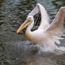 Pelican