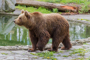 Bear by Fotostyle-Schindler Bear by Fotostyle-Schindler