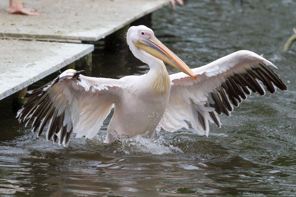Pelican by Fotostyle-Schindler