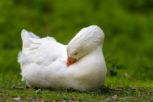 Goose by Fotostyle-Schindler Goose by Fotostyle-Schindler