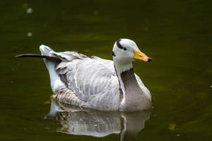 Goose by Fotostyle-Schindler Goose by Fotostyle-Schindler