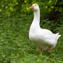 Goose