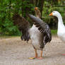 Goose