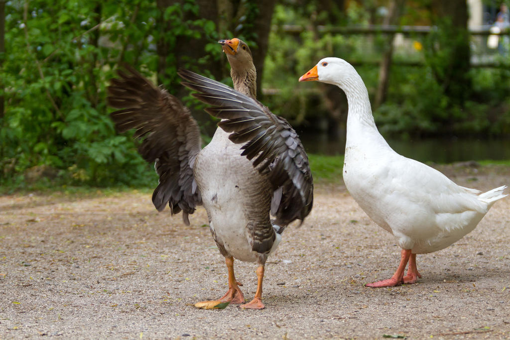 Goose by Fotostyle-Schindler