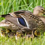 Duck