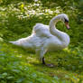 Swan