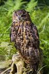 Owl by Fotostyle-Schindler
