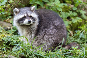 Racoon