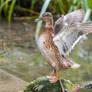 Duck