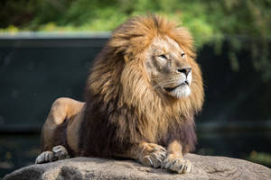 Lion by Fotostyle-Schindler