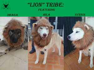 Lion Tribe