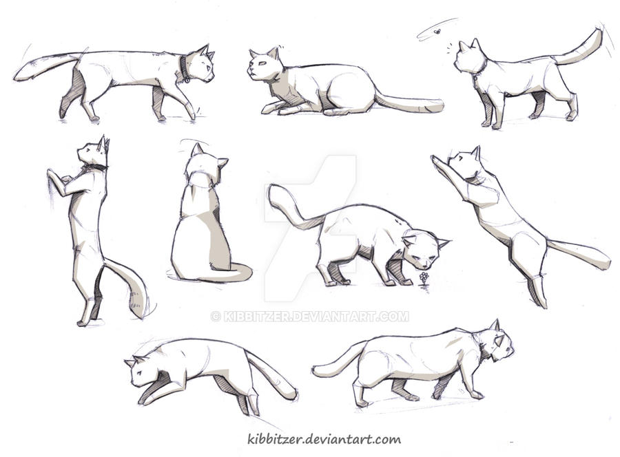 Cat Study Reference Cat reference by Kibbitzer on DeviantArt