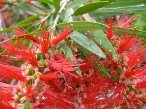 Bottle Brush Tree.