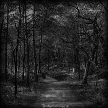 Dark forest :: Behance