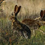 Wild jackalope pair