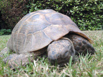 Sleepy Tortoise