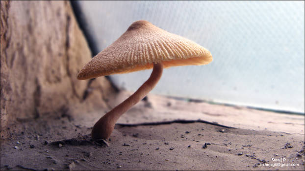 Mushroom