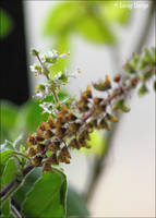 Basil flowers