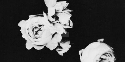 White Roses Header by MistakesWeMake69 on DeviantArt
