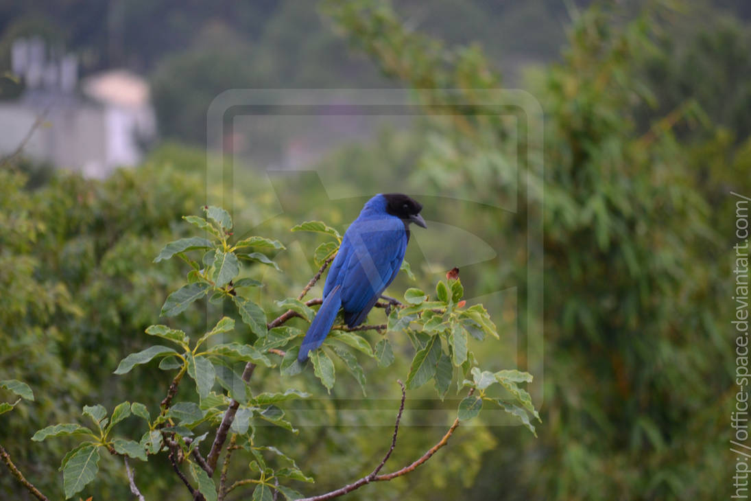 Spotted: Azure Jay by Office-Space on DeviantArt