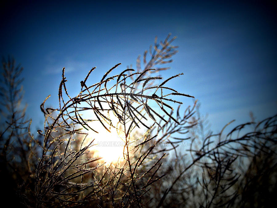 Winter Beauty