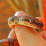 Brazilian Rainbow Boa