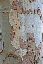 Birch Tree Bark Texture