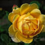 Yellow Rose